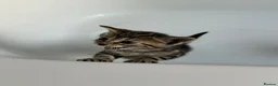 Mixed Breed cats for sale: Amazing mixed breed kittens - Advert 19