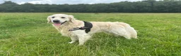 Golden Retriever dogs for stud: Gorgeous RKC golden retriever available for stud - Advert 9