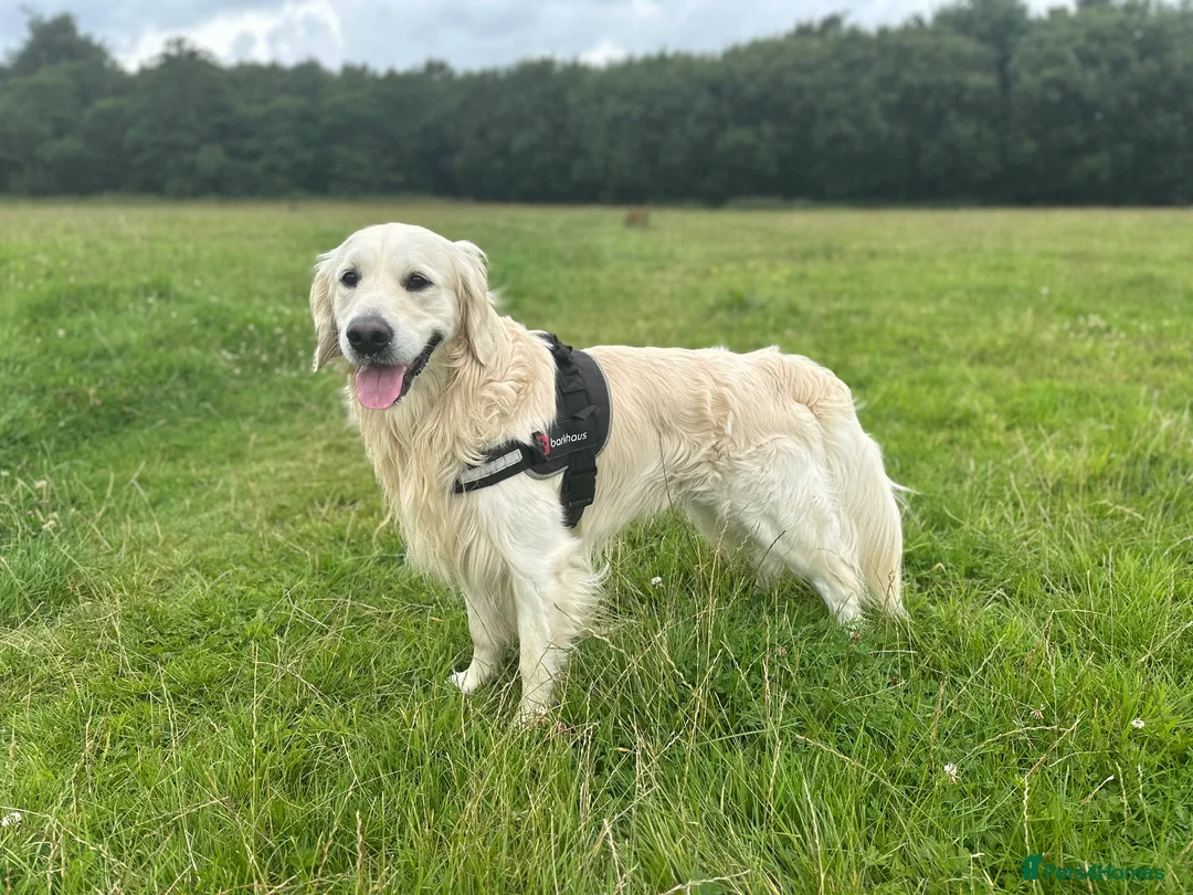 Golden Retriever dogs for stud: Gorgeous RKC golden retriever available for stud - Advert 9