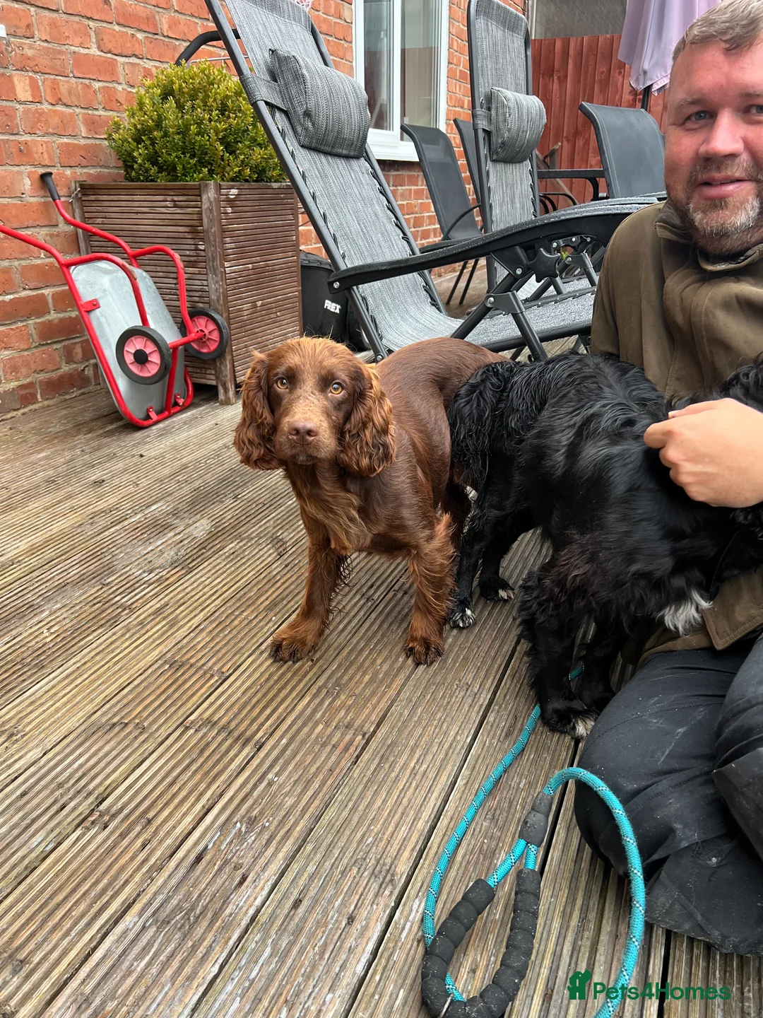 Cocker Spaniel dogs for stud: At stud fully health tested  in Preston - Advert 3