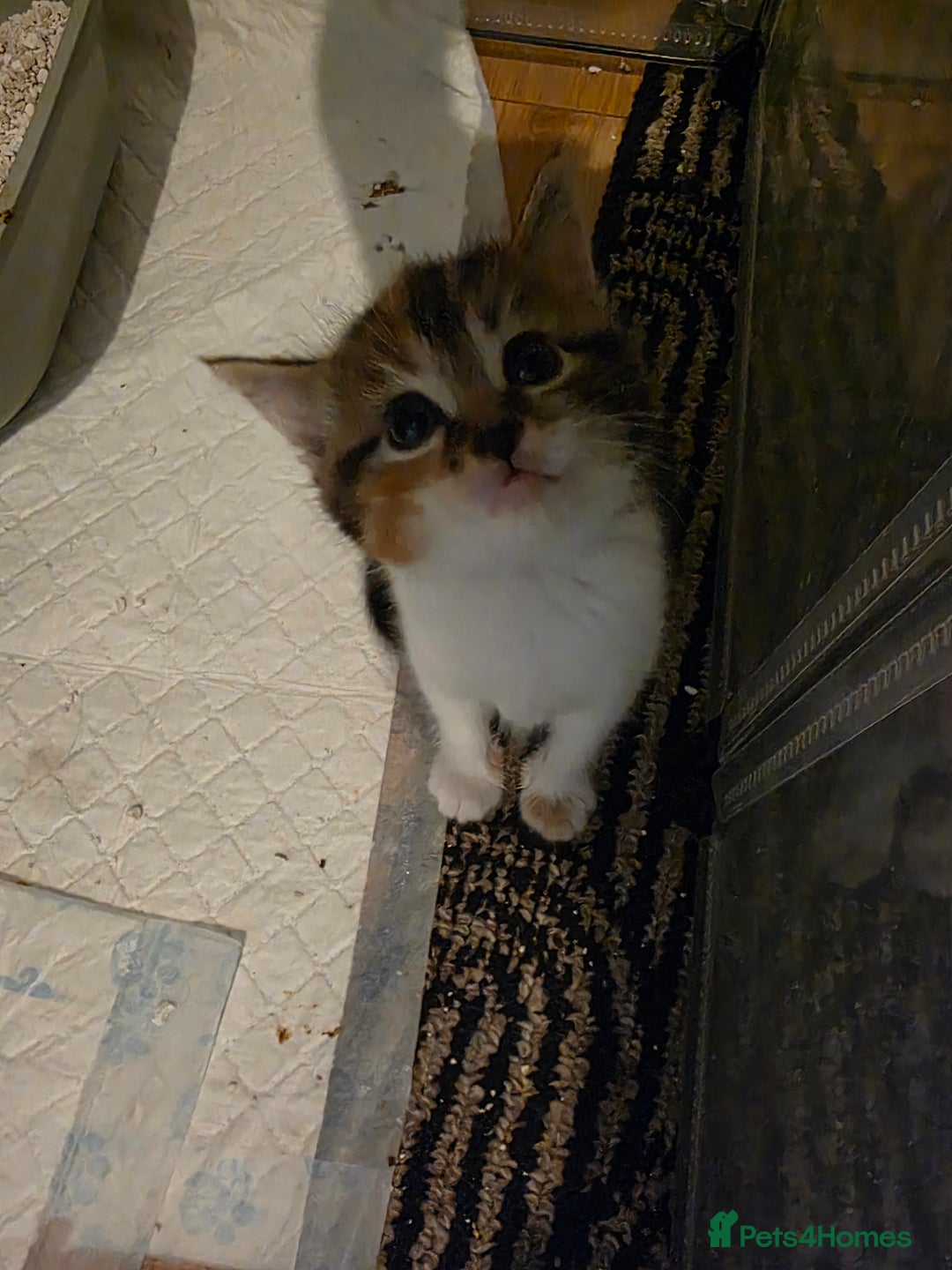 Mixed Breed cats for sale: Beautiful Fluffy Kittens 2 Boys 1 Girl - Image 2