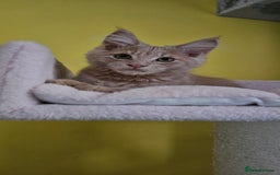 Maine Coon cats for sale: TICA Reg Maine Coon Kittens - Image 17