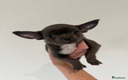 Chihuahua dogs for sale: Stunning chihuahua litter  - Image 14