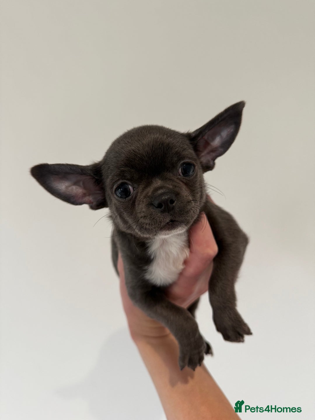 Chihuahua dogs for sale: Stunning chihuahua litter  - Image 14