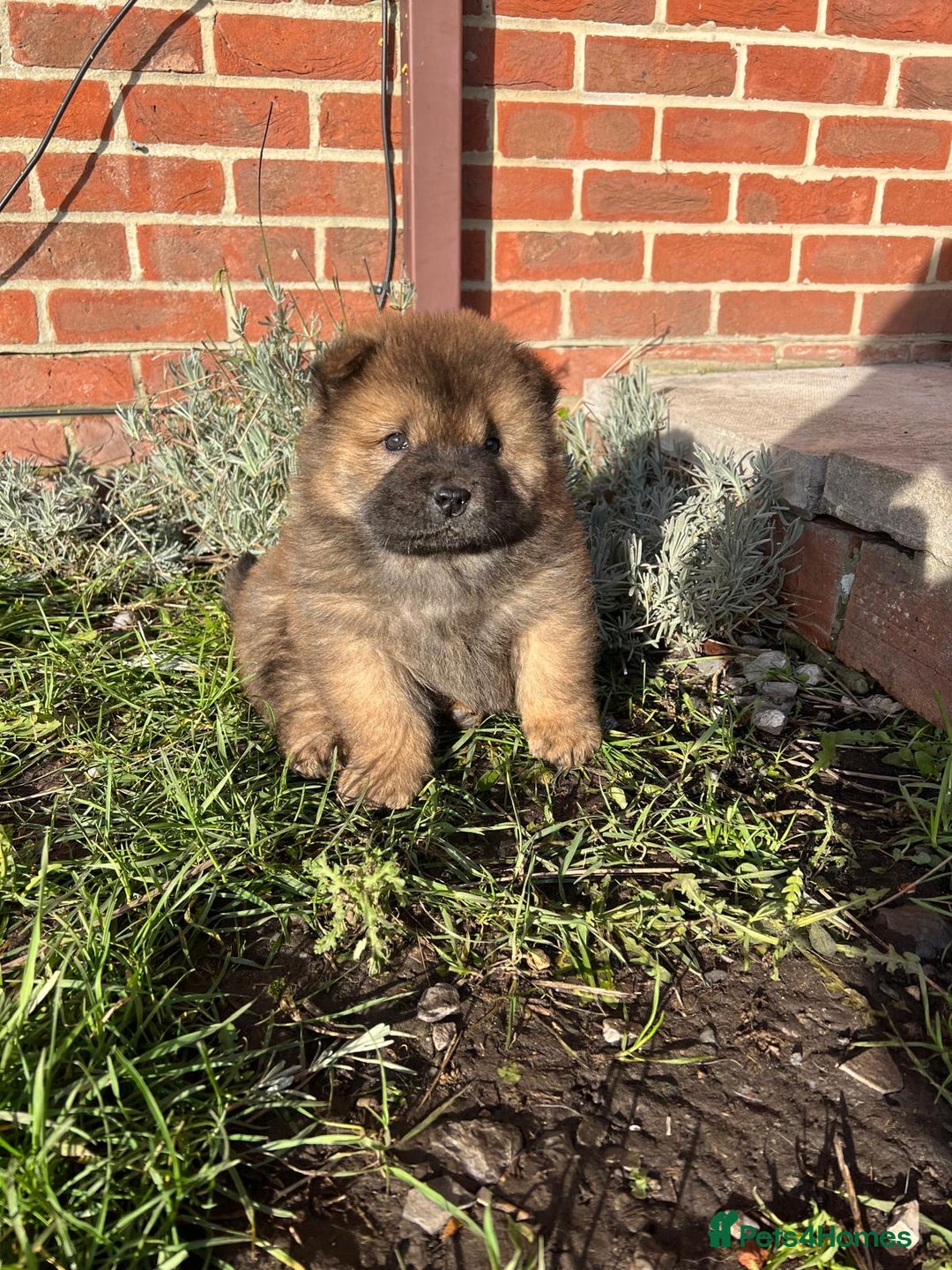 Chow Chow dogs for sale: Gorgeous Chow Chow Puppies Raised in a loving Home - Advert 26