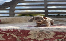 Miniature Dachshund dogs for sale: Beautiful Isabella mini dachshund  - Image 4
