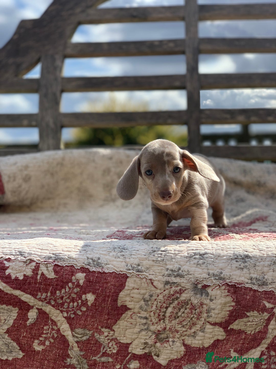 Miniature Dachshund dogs for sale: Beautiful Isabella mini dachshund  - Image 4