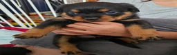 Rottweiler dogs for sale: Pure Pedigree Rottweiler Puppies - Advert 9