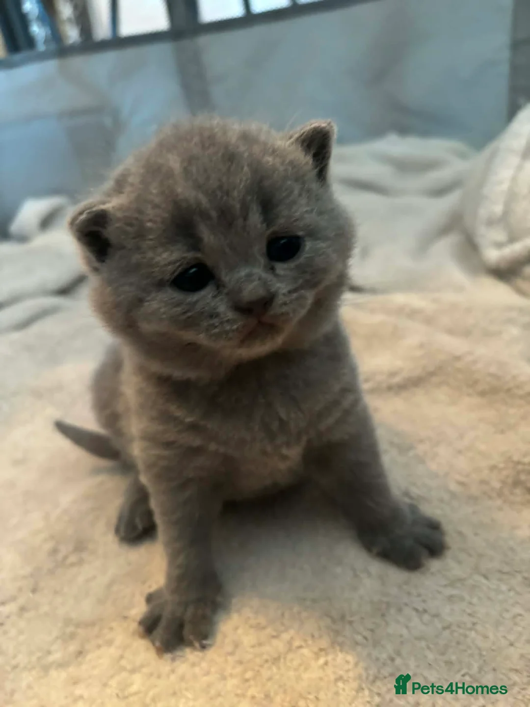 British Shorthair cats for sale: Beautiful litter of British shorthair kittens - Advert 9
