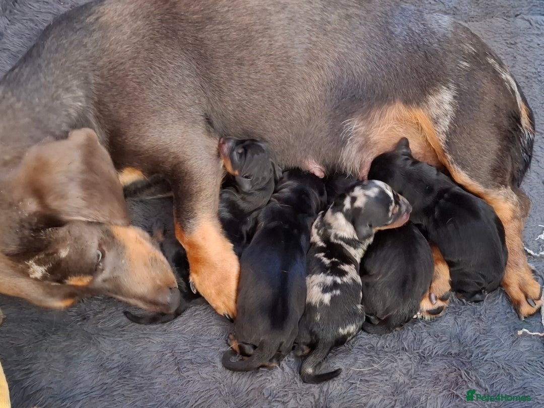 Dachshund dogs for sale: A lovely litter of Dachshund pups  - Image 8