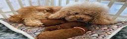 Cavapoochon dogs for sale: DNA Tested Hypoallergenic Cavapoochon F1BB Babies  - Advert 18