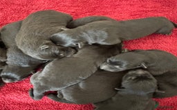 German Shepherd dogs for sale: German shepherd puppies for sale  - Image 4