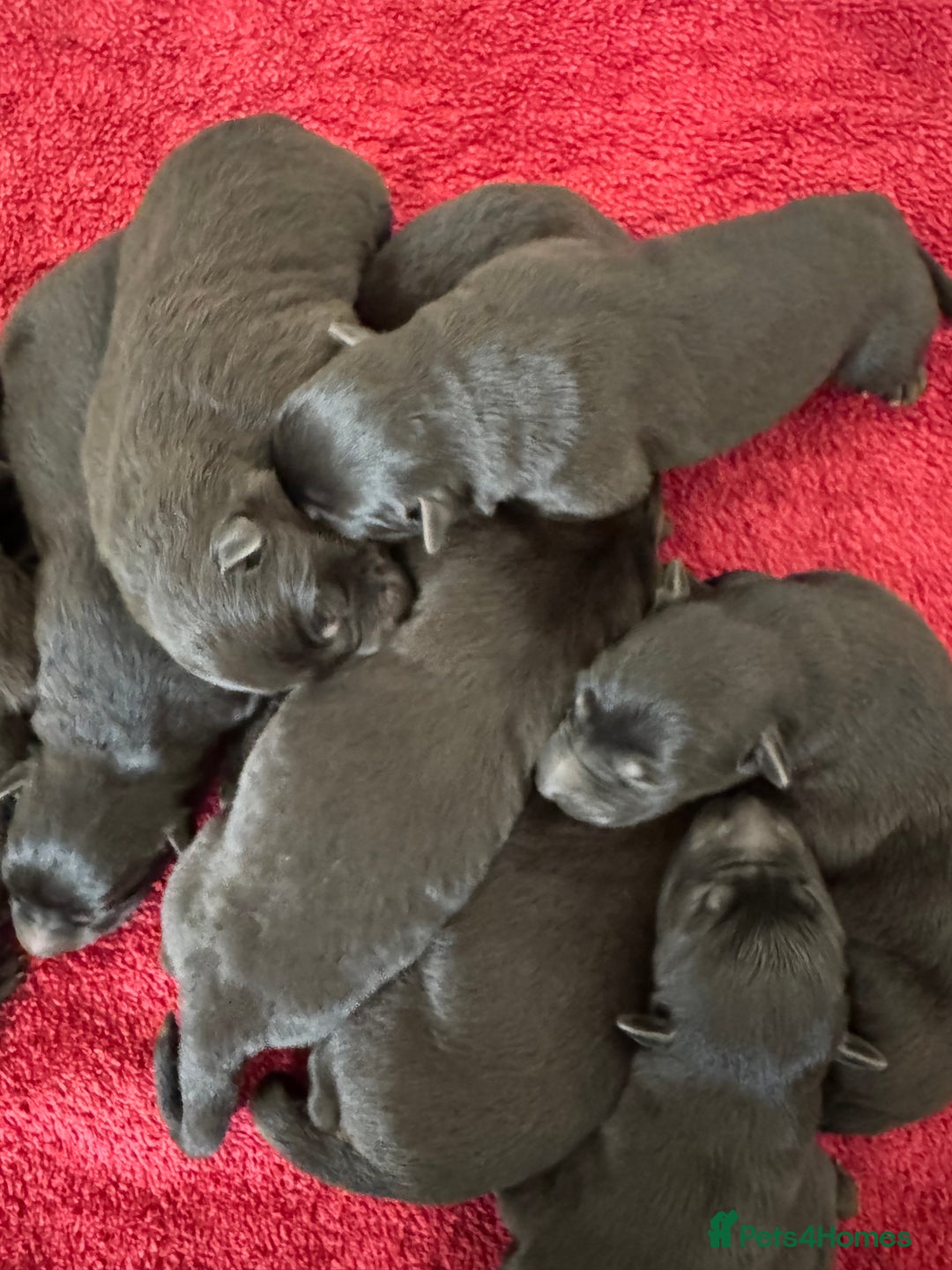 German Shepherd dogs for sale: German shepherd puppies for sale  - Image 4