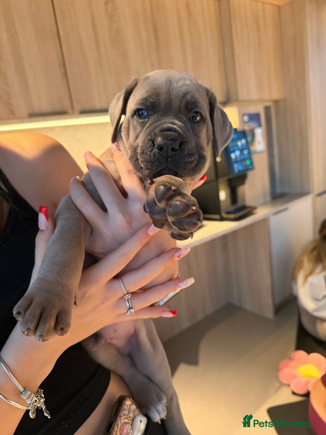 Cane Corso dogs for sale: ICCF Registered Cane Corsos  - Advert 8