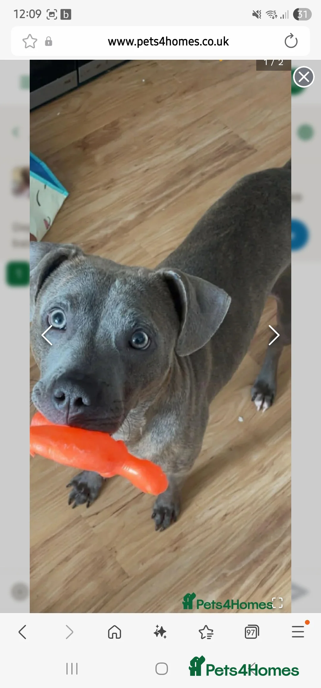 Mixed Breed dogs for sale: Bonnie- Staffy X American bulldog  - Advert 2