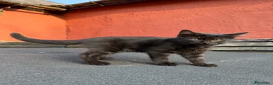 Mixed Breed 1