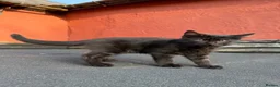 Mixed Breed cats for sale: Beautiful Maine Coon Cross Kittens - Advert 4