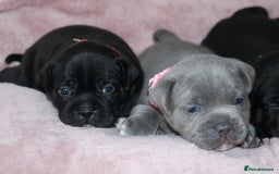 Staffordshire Bull Terrier dogs for sale: KC Reg Staff Pups Blue/Black, Champion Blood Lines - Image 20