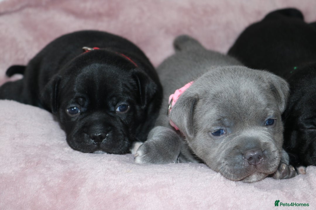 Staffordshire Bull Terrier dogs for sale: KC Reg Staff Pups Blue/Black, Champion Blood Lines - Image 20