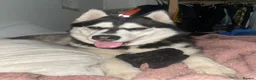 Siberian Husky dogs for sale: Siberian husky female  - Advert 4