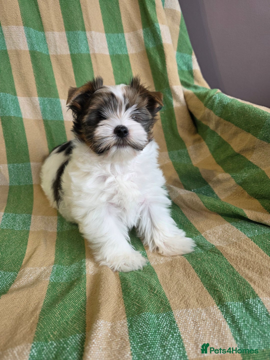 Yorkshire Terrier dogs for sale: Cocos' babies - Advert 6