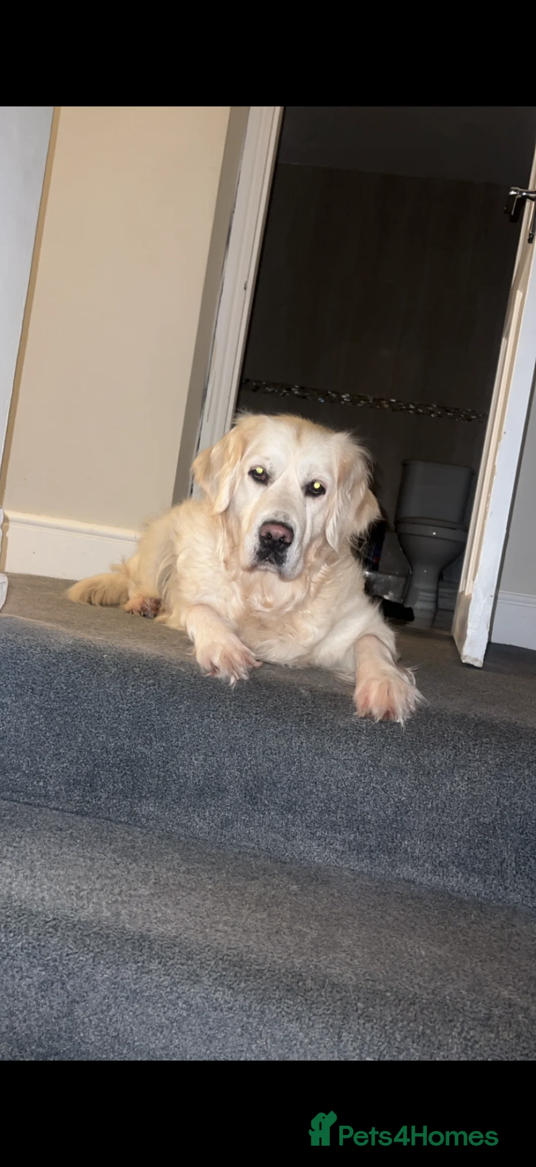 Golden Retriever dogs for sale: Raven - Advert 2