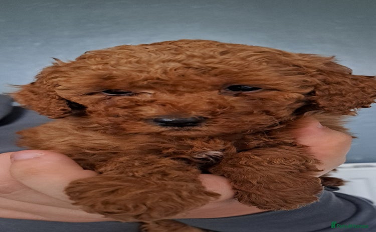 Cockapoo dogs - Advert 1