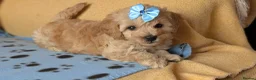 Maltipoo dogs for sale: Stunning Toy Maltipoo Puppies  - Advert 6