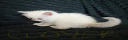 Ragdoll cats for sale: Beautiful Ragdoll Kittens Looking for Loving Home - Advert 16