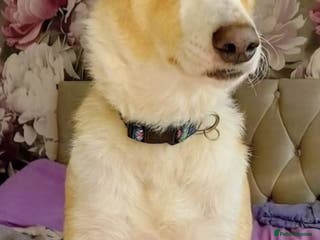 Mixed Breed dogs HONEY 🍯 Is looking for a forever home - Advert 2