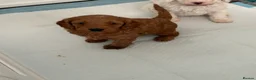 Australian Labradoodle dogs for sale: Update price and videos puppys ready 25/7 - Advert 20