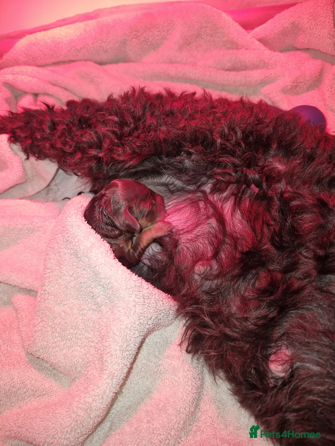 Cockapoo dogs for sale: Minature chocolate brown cockerpoo F1B - Advert 13