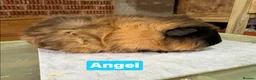 Guinea Pig rodents for sale: Male guinea pigs - mixed ages - Advert 8