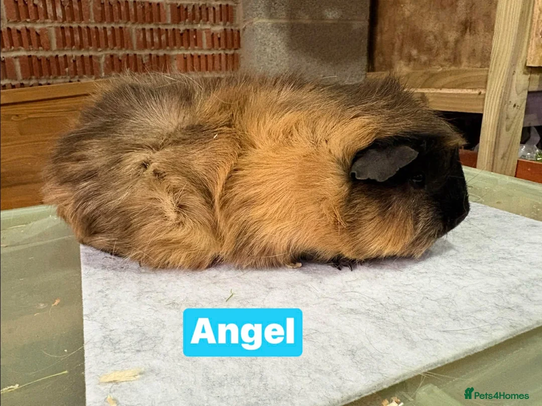 Guinea Pig rodents for sale: Male guinea pigs - mixed ages - Advert 8