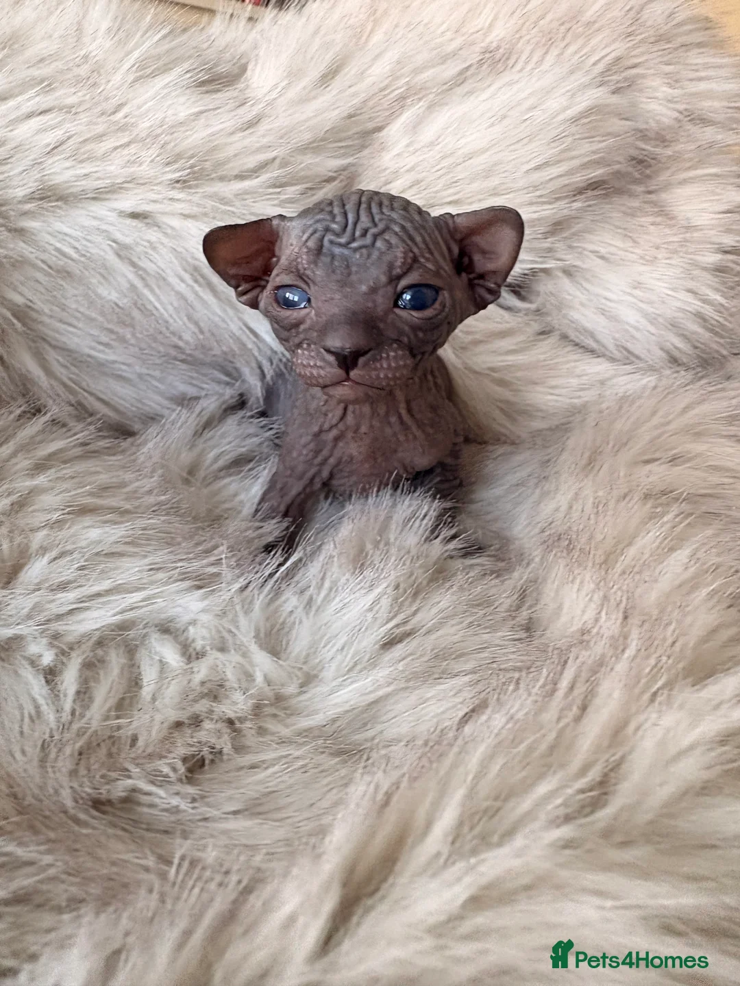 Sphynx cats for sale: 😍beautiful Sphynx kittens😍 6th may - Advert 2
