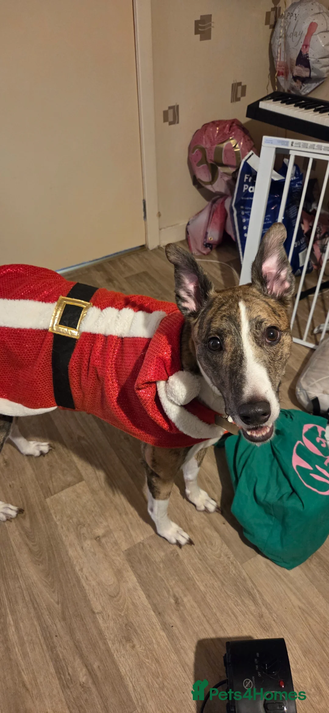 Lurcher dogs for sale: Rehoming Our Dog Due To Circumstances  - Advert 7