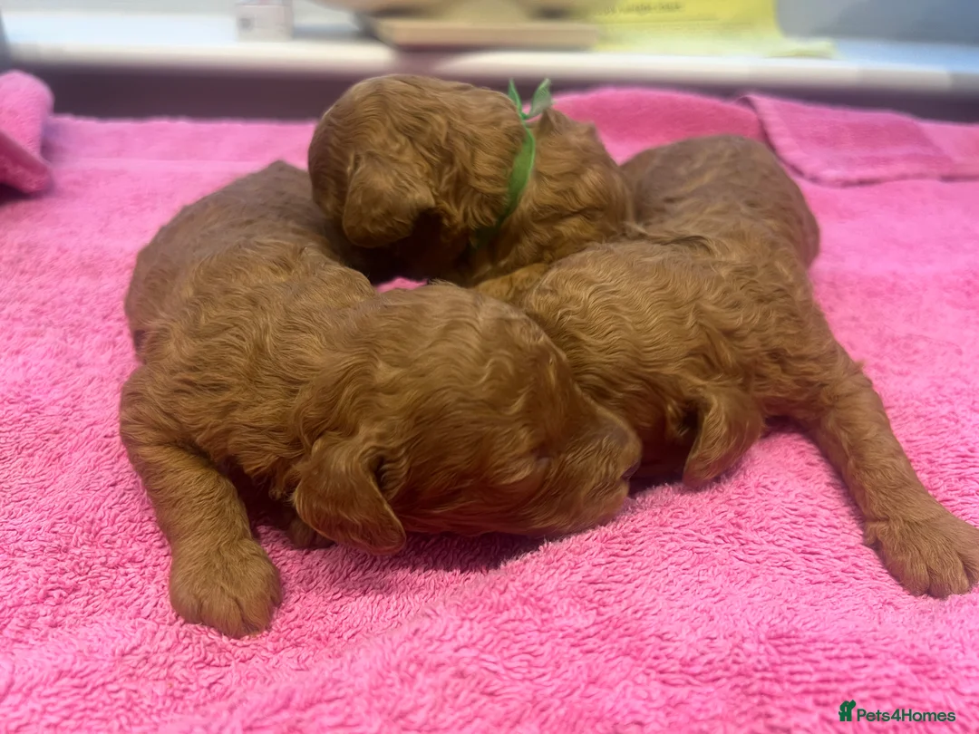 Miniature Poodle dogs for stud: Miniature red poodle stud  in Maidstone - Advert 4