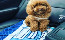 Toy Poodle dogs for stud: RED TOY POODLE KC REGISTERED PROVEN STUD in Derby - Image 8