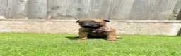 Belgian Shepherd Dog dogs for sale: KC Belgian Malinois Puppys for sale - Advert 16