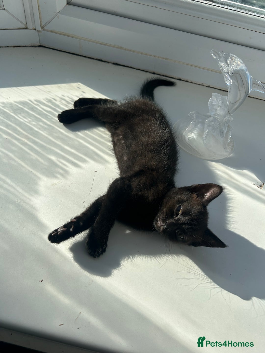 Mixed Breed cats for sale: Mixed breed tabby kittens  - Image 3