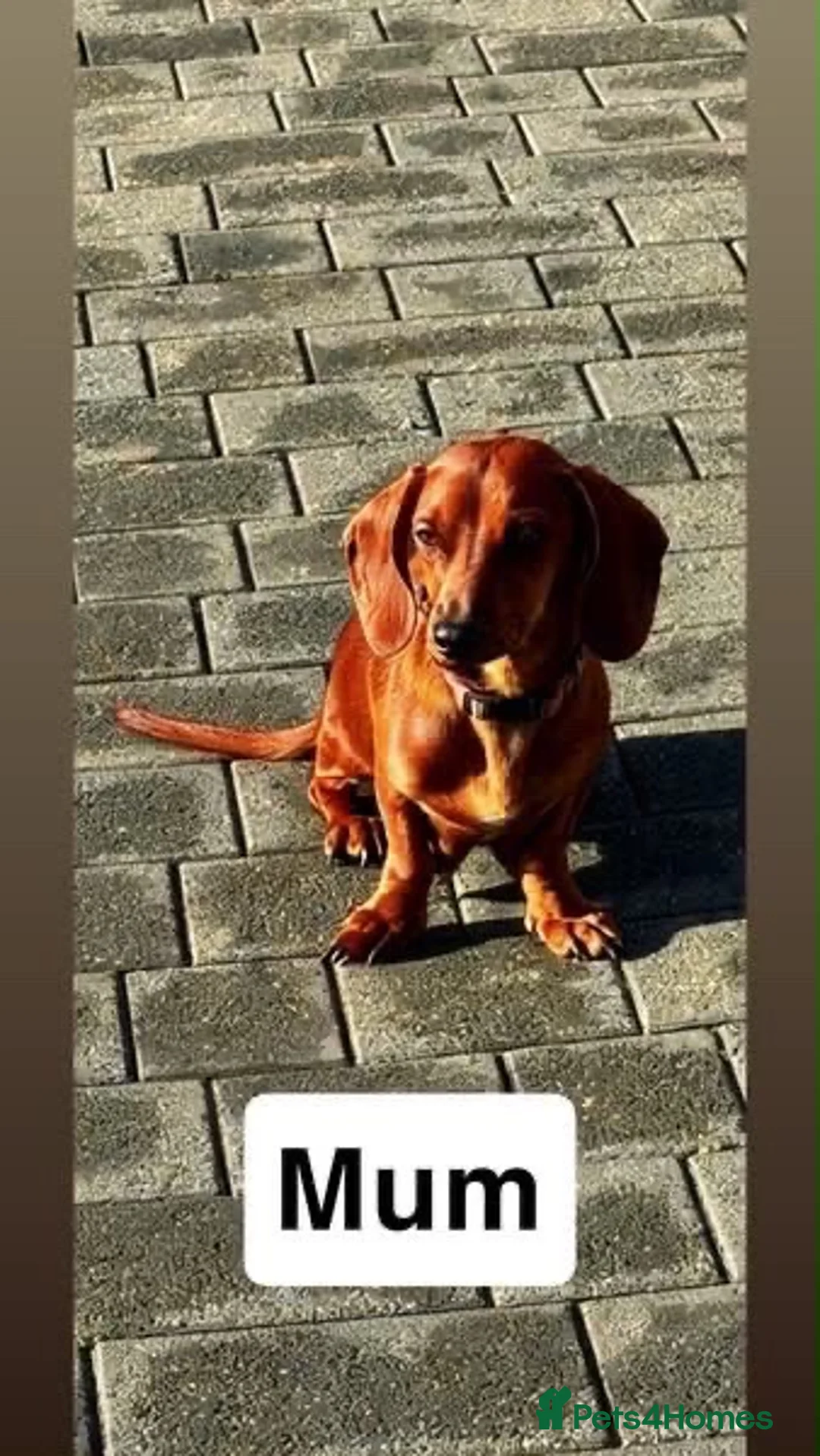 Dachshund dogs for sale: Dachshunds - Advert 7