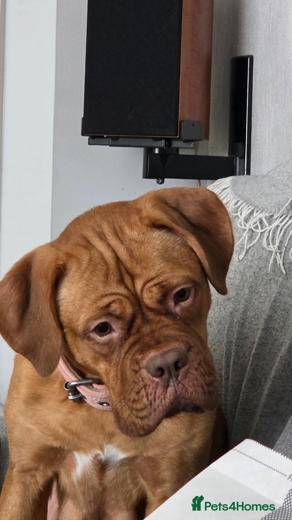 Dogue De Bordeaux dogs Dogue Du Bordeaux Puppies for Sale - Advert 4