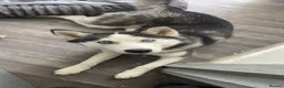 Siberian Husky dogs for sale: Husky Serbian  - Advert 7