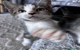 American Shorthair cats for sale: American short hair tabby kittens - Image 16