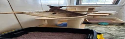 Burmese cats for sale: Burmese Kittens For Sale - Advert 12