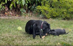 Labrador Retriever dogs for sale: Working Labrador Puppies - 3 boys remaining - Image 15