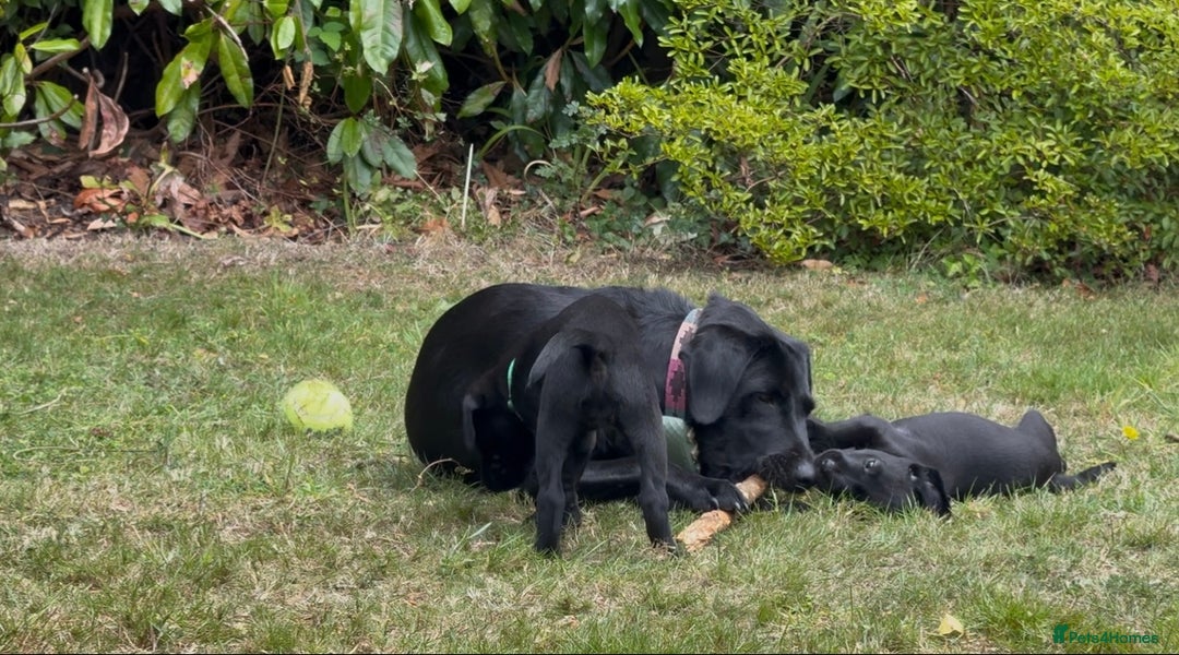 Labrador Retriever dogs for sale: Working Labrador Puppies - 3 boys remaining - Image 15