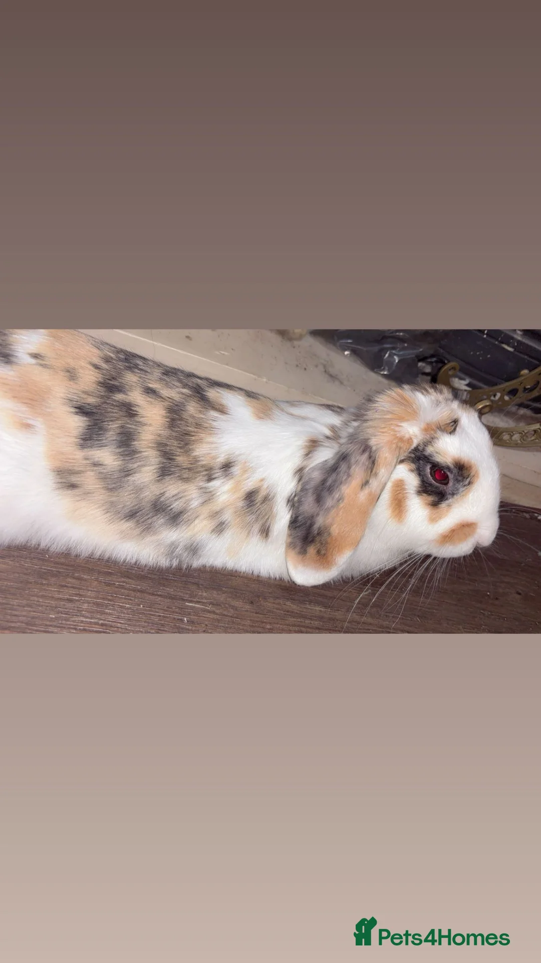 English Lop rabbits for sale: English Flop Rabbit needing a new home  - Advert 2