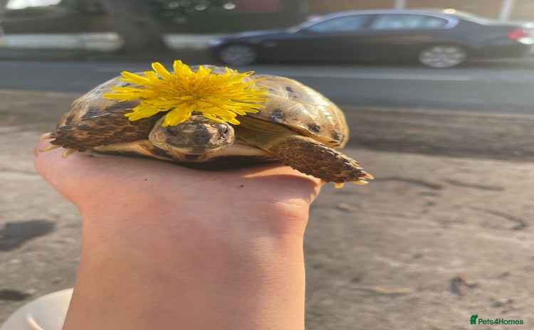 Tortoise reptiles - Advert 1