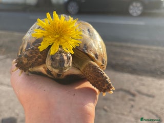 Tortoise reptiles - Advert 10